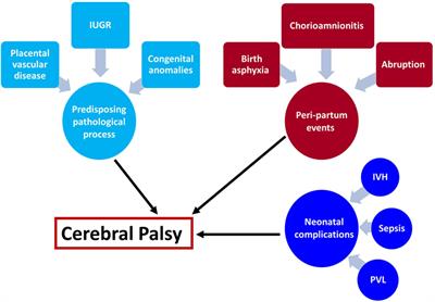 Cerebral Palsy—Trends in Epidemiology and Recent Development in Prenatal Mechanisms of Disease, Treatment, and Prevention